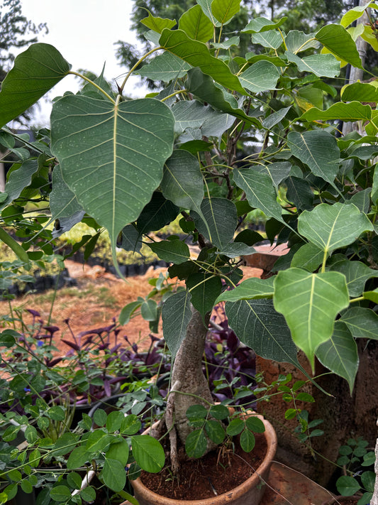 Peepal Bonsai β 6 Years Old | Sacred Tree of Wisdom & Positivity + Premium White pot.