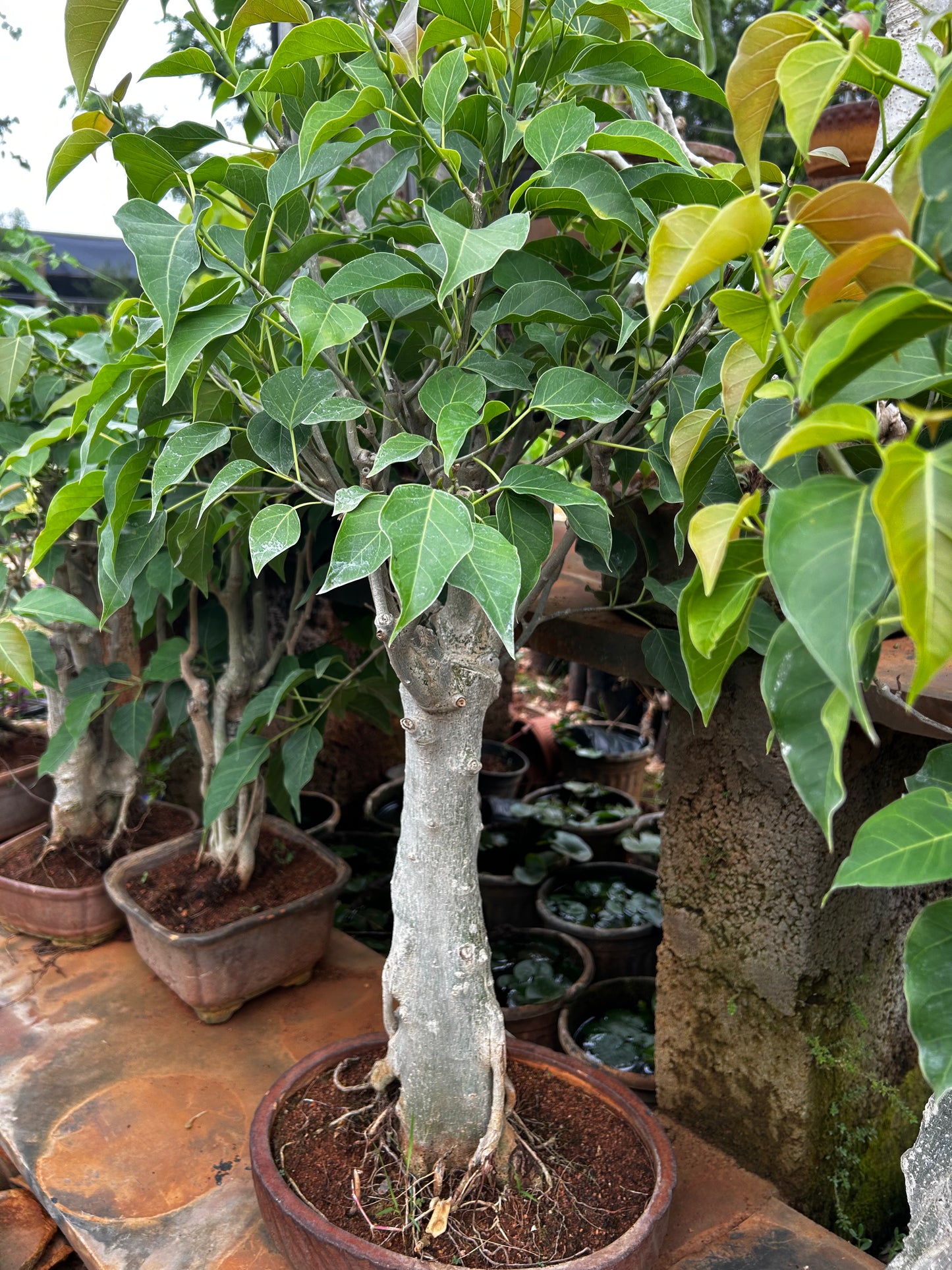 Bodhi Tree Bonsai – 6 to 8 Years Old | Spiritual Symbol of Enlightenment & Peace + Premium White pot.