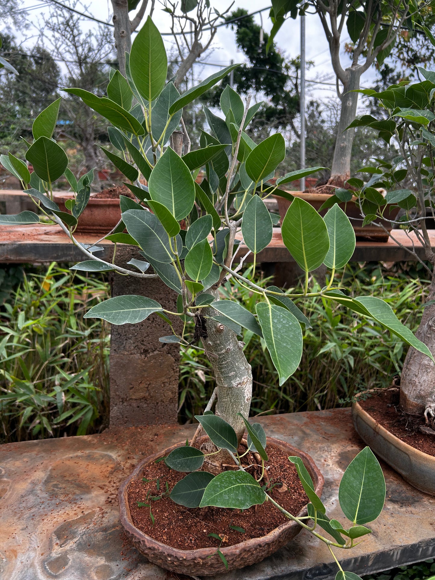 Ficus Virens Bonsai – 5 Years Old | Graceful Growth & Natural Air Purifier + Premium White pot.