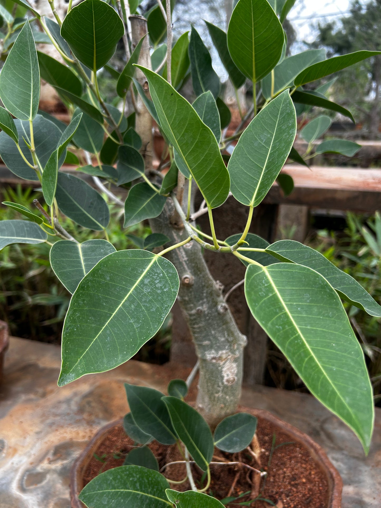 Ficus Virens Bonsai – 5 Years Old | Graceful Growth & Natural Air Purifier + Premium White pot.