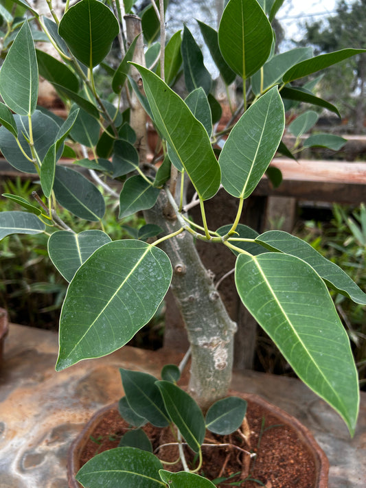 Ficus Virens Bonsai β 5 Years Old | Graceful Growth & Natural Air Purifier + Premium White pot.