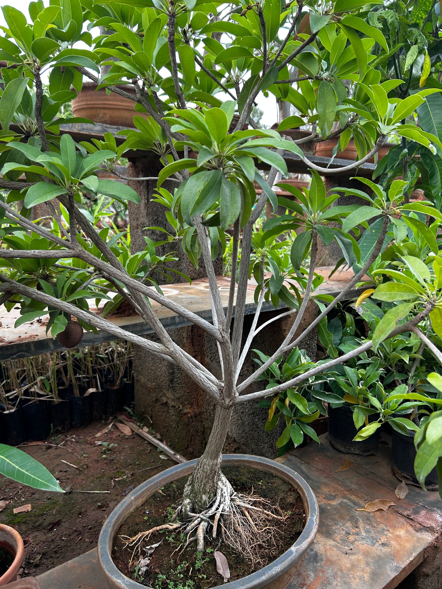 Sapota (Chikoo) Bonsai – 4 to 5 Years Old | Unique Fruiting Bonsai for Sweet Vibes + Premium White pot.