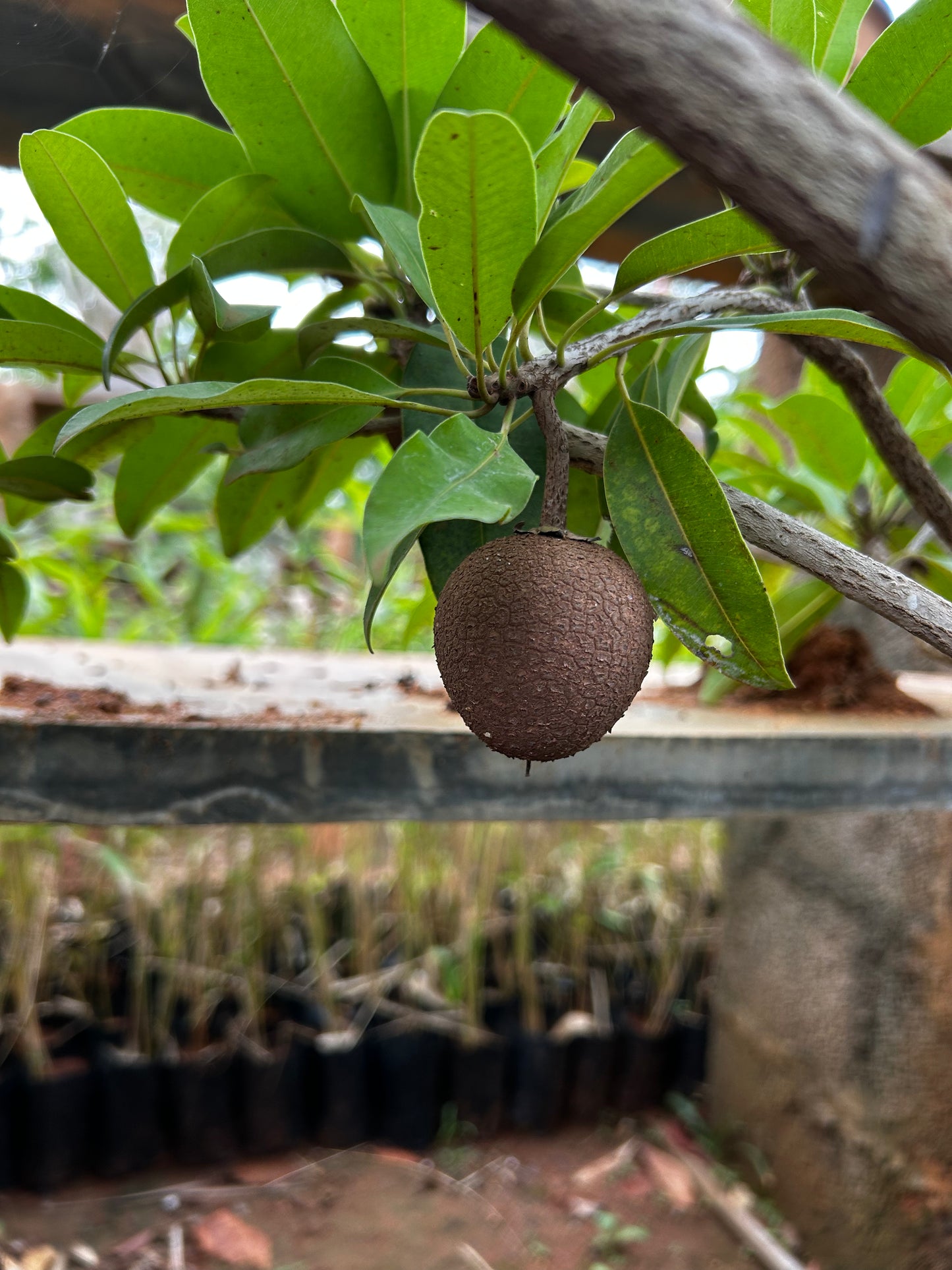 Sapota (Chikoo) Bonsai – 4 to 5 Years Old | Unique Fruiting Bonsai for Sweet Vibes + Premium White pot.