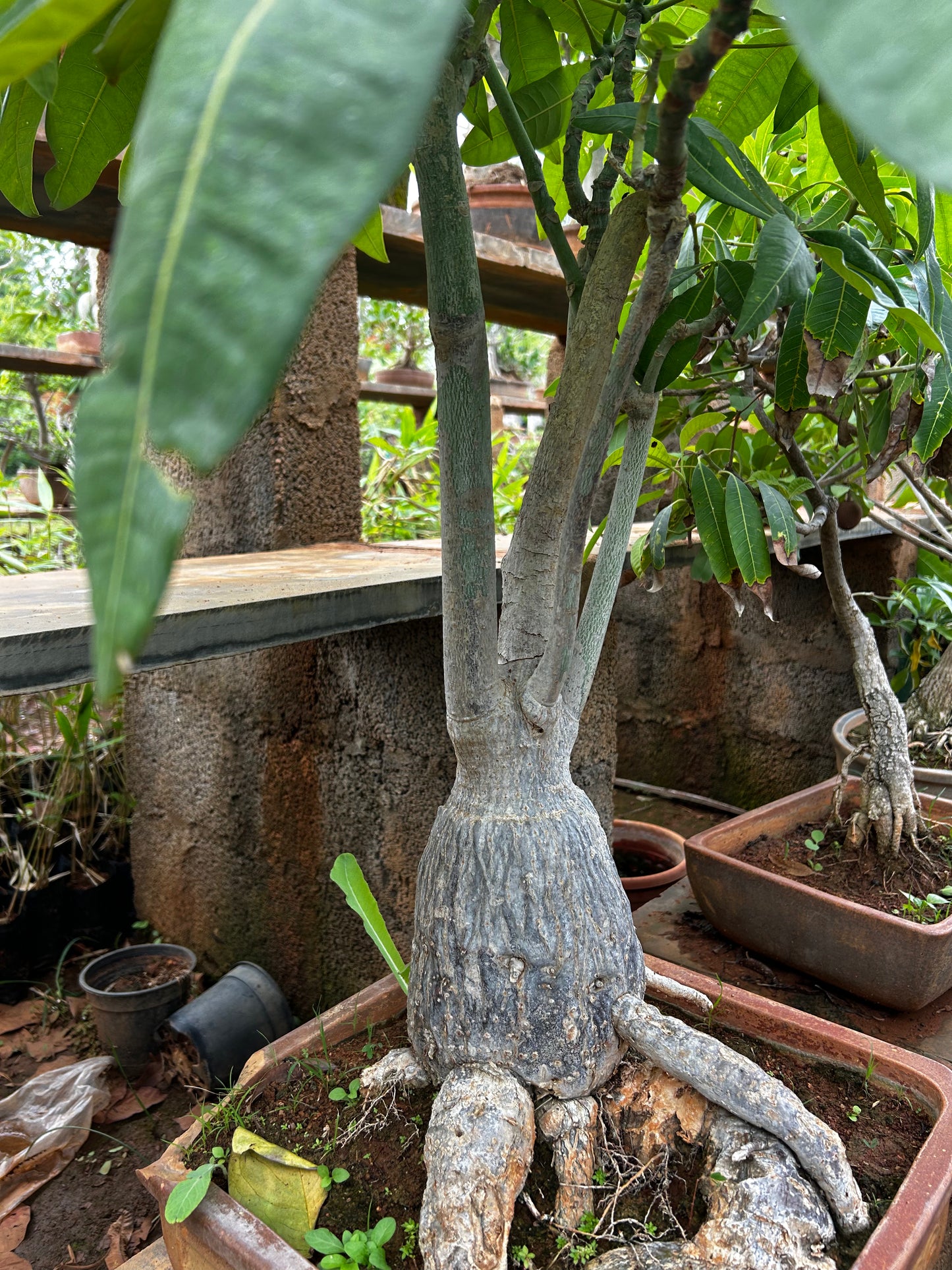Pachira Aquatica (Money Tree) Bonsai – 8 to 10 Years Old | Symbol of Wealth, Luck & Growth + Premium White pot.