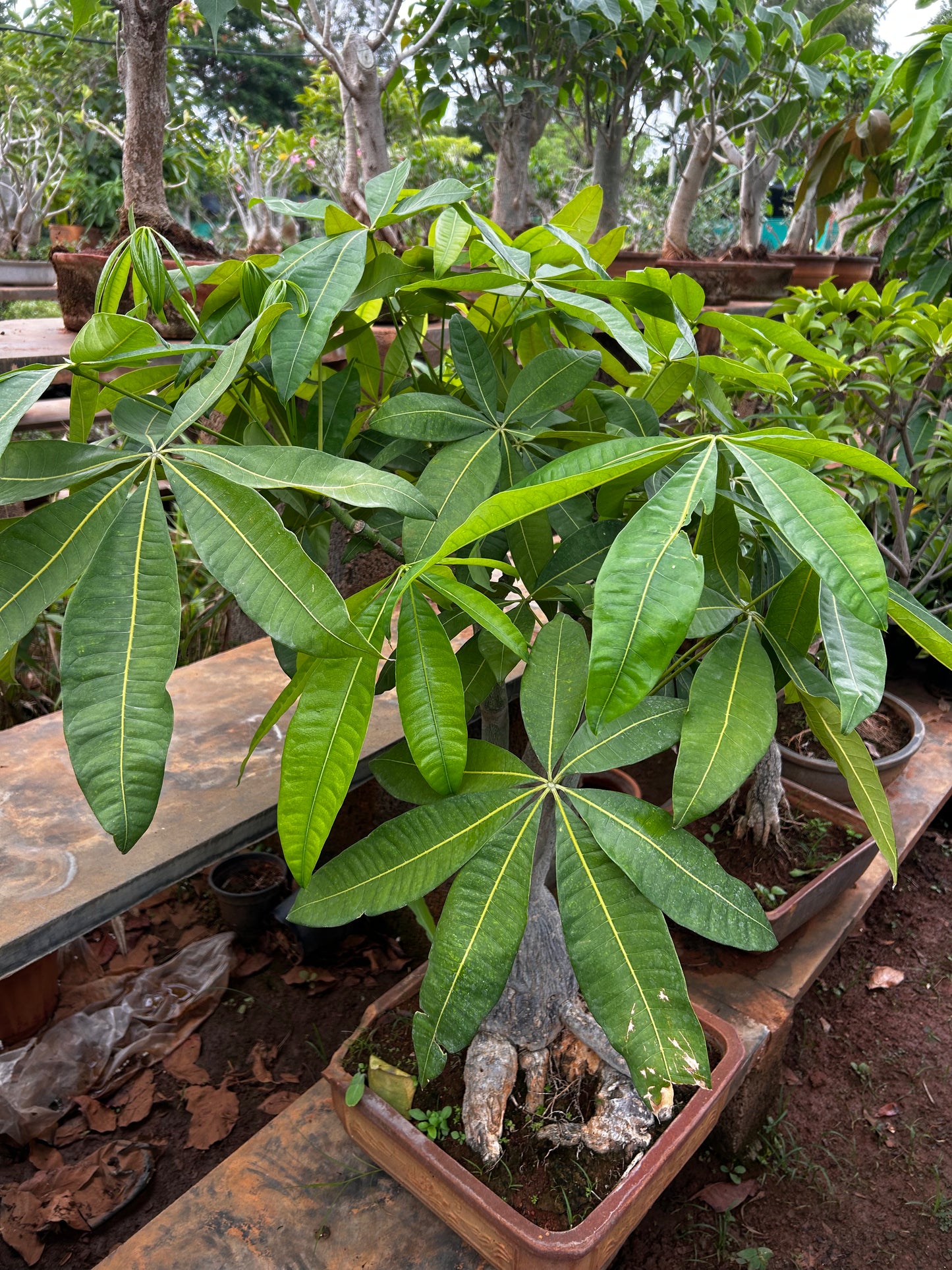Pachira Aquatica (Money Tree) Bonsai – 8 to 10 Years Old | Symbol of Wealth, Luck & Growth + Premium White pot.
