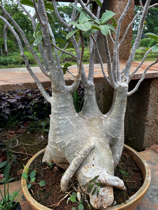 Adenium Bonsai β 15 to 18 Years Old | Desert Rose with Stunning Caudex & Timeless Beauty + Premium White pot.