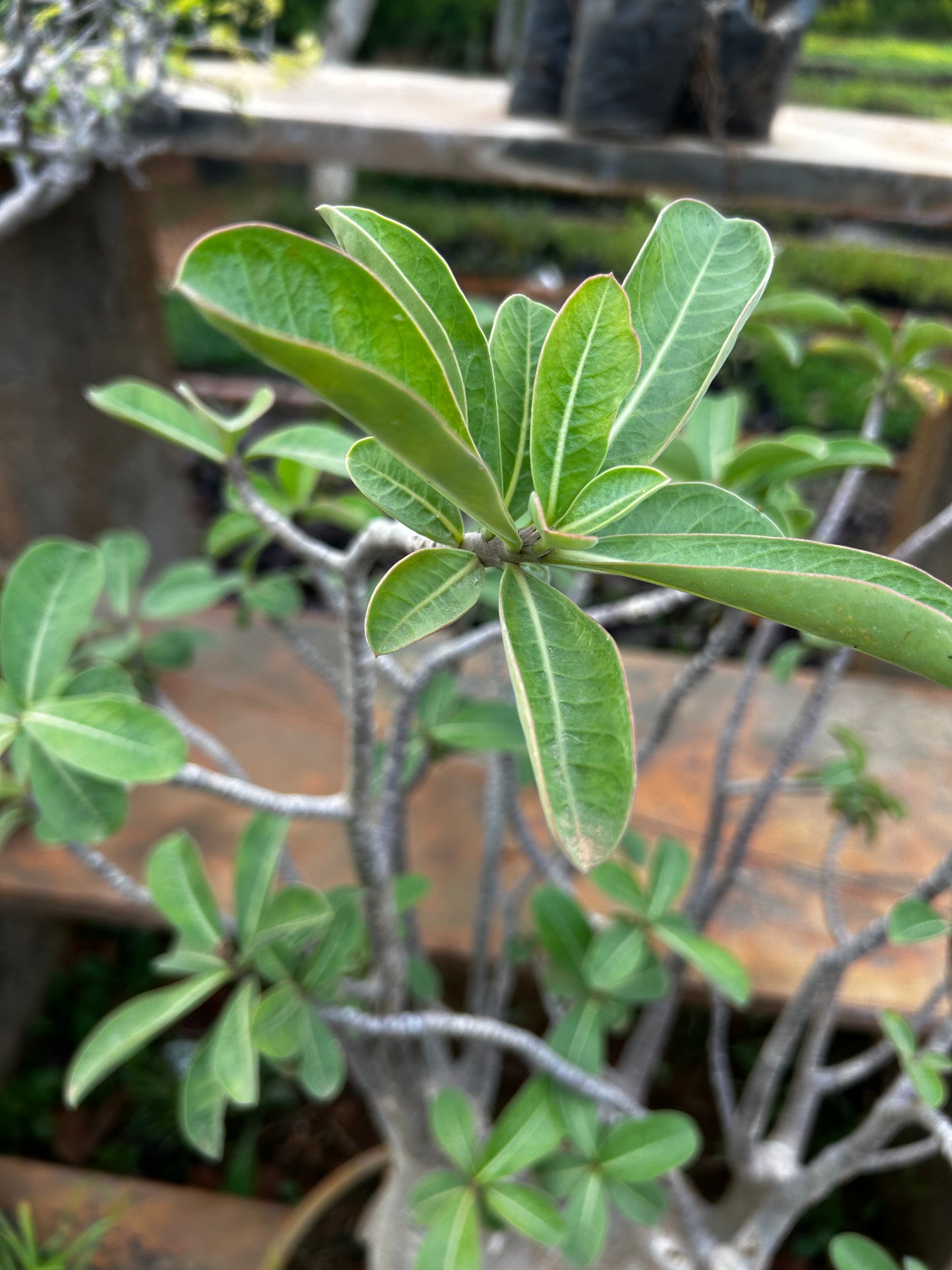 Adenium Bonsai – 15 to 18 Years Old | Desert Rose with Stunning Caudex & Timeless Beauty + Premium White pot.