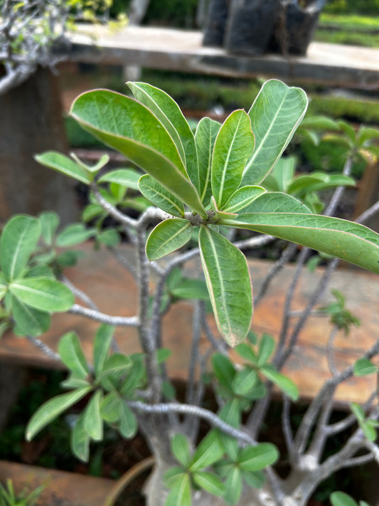 Adenium Bonsai β 15 to 18 Years Old | Desert Rose with Stunning Caudex & Timeless Beauty 02 + Premium White pot.