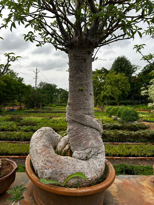 Adansonia Digitata Bonsai β 20+ Years Old | The African Baobab Miniature | Icon of Longevity & Strength + Premium White pot.