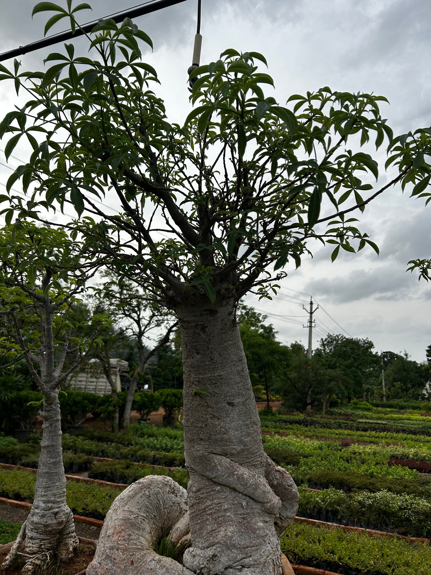 Adansonia Digitata Bonsai – 20+ Years Old | The African Baobab Miniature | Icon of Longevity & Strength + Premium White pot.