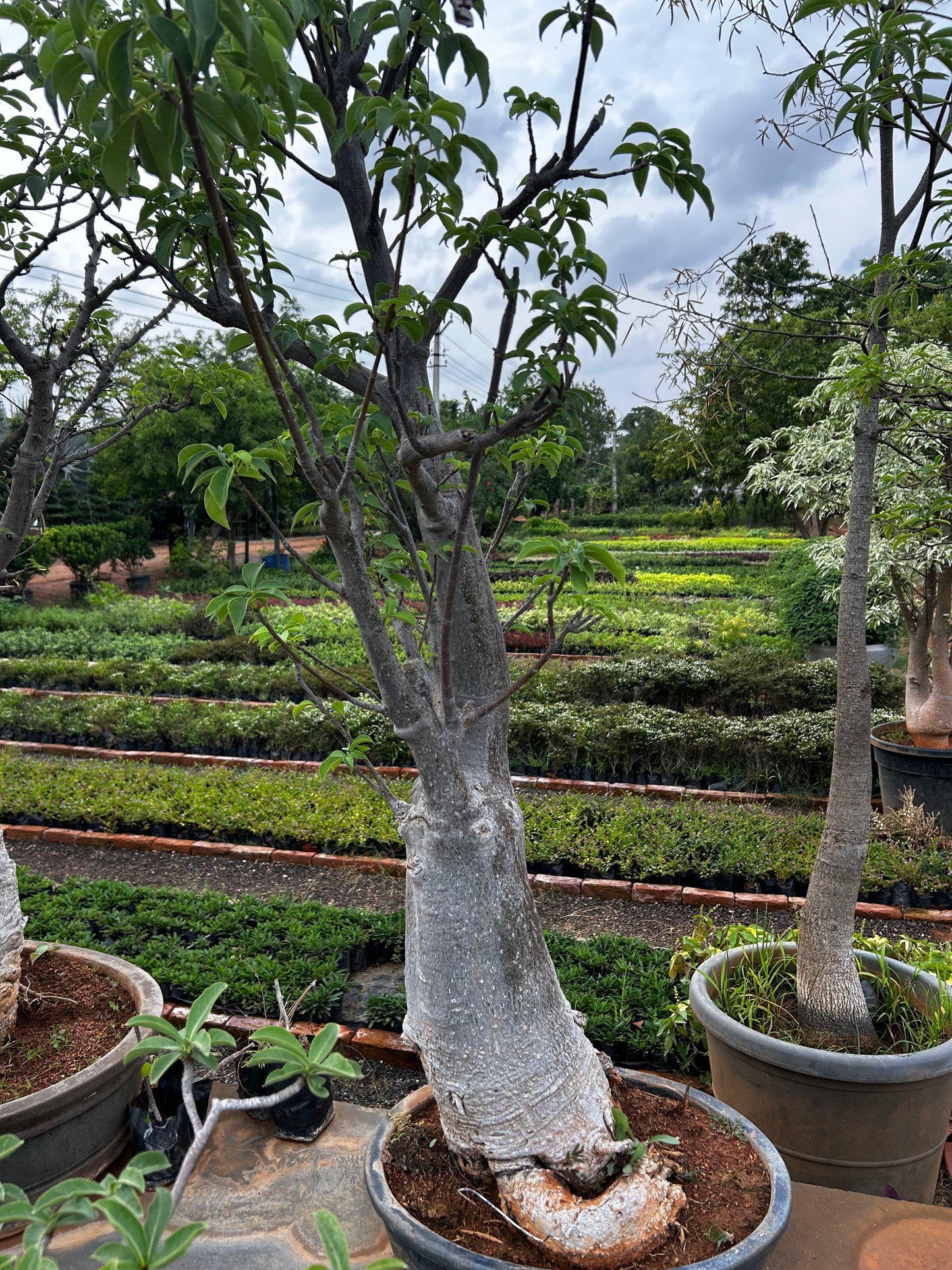 Adansonia Digitata Bonsai – 20+ Years Old | The African Baobab Miniature | Icon of Longevity & Strength + Premium White pot.