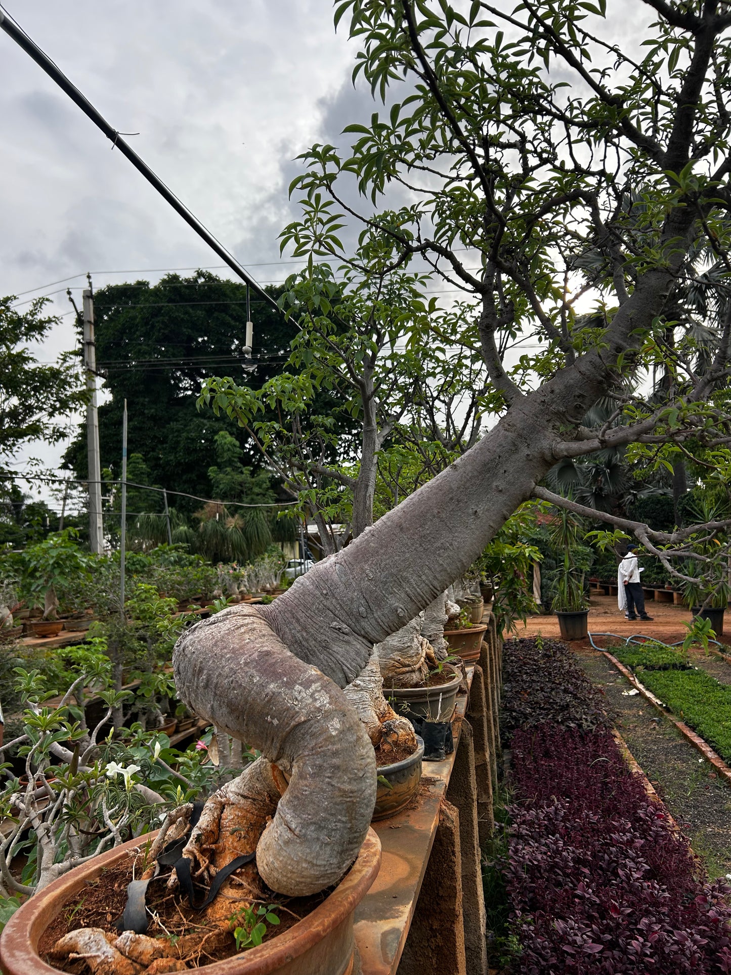 Adansonia Digitata Bonsai – 20+ Years Old | The African Baobab Miniature | Icon of Longevity & Strength + Premium White pot.