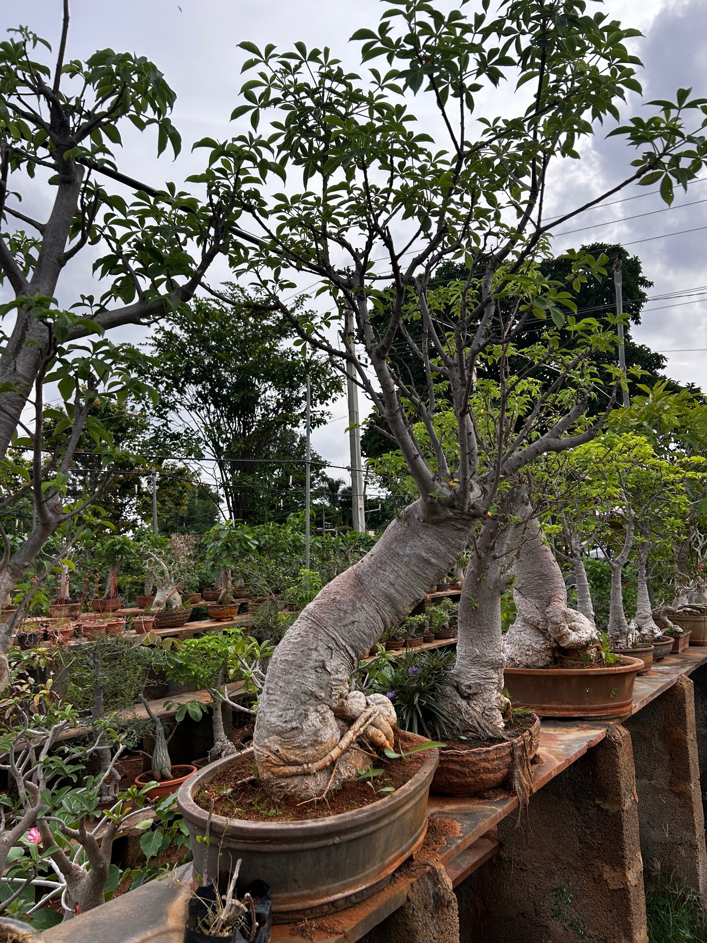 Adansonia Digitata Bonsai – 20+ Years Old | The African Baobab Miniature | Icon of Longevity & Strength 09 + Premium White pot.