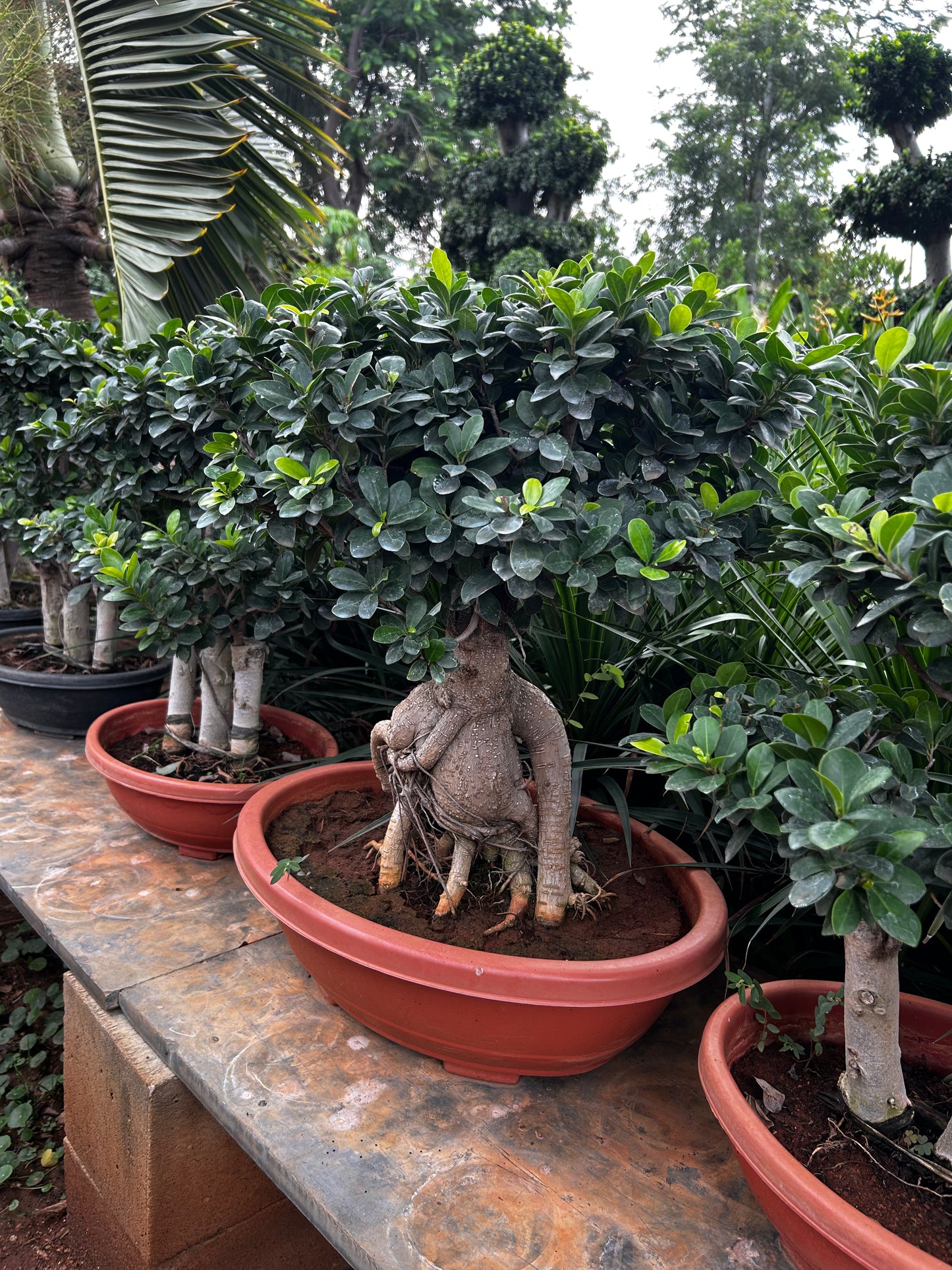 Ficus Bonsai – 10 Years Old | Timeless Elegance & Natural Air Purifier + Premium White pot.