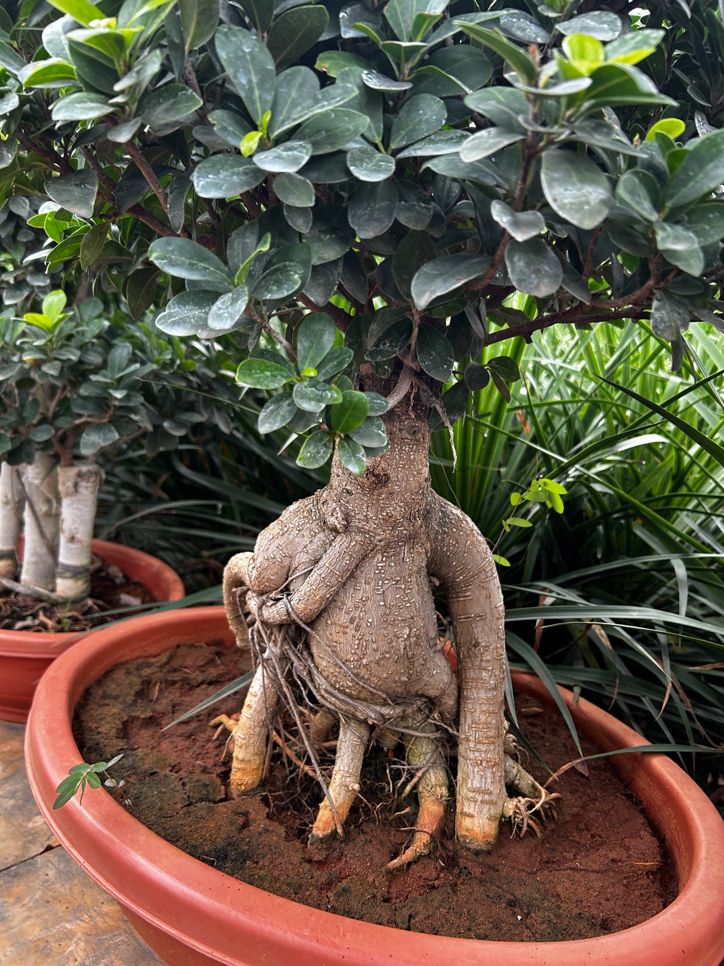 Ficus Bonsai – 10 Years Old | Timeless Elegance & Natural Air Purifier 04 + Premium White pot.