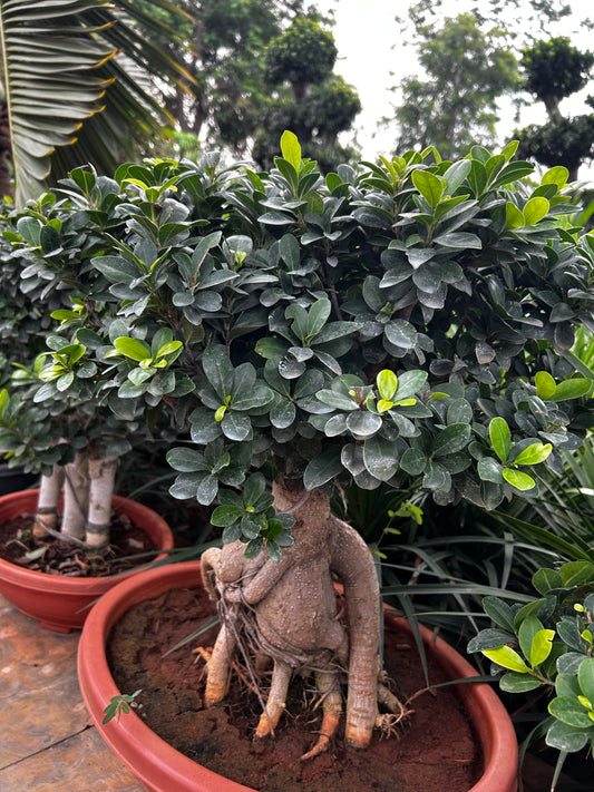 Ficus Bonsai β 10 Years Old | Timeless Elegance & Natural Air Purifier 04 + Premium White pot.