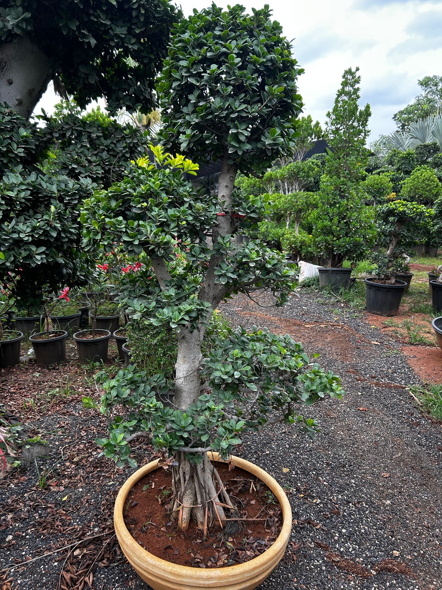 Ficus Bonsai – 25 to 30 Years Old | Timeless Grace & Spiritual Energy | Collector’s Edition + Premium White pot.