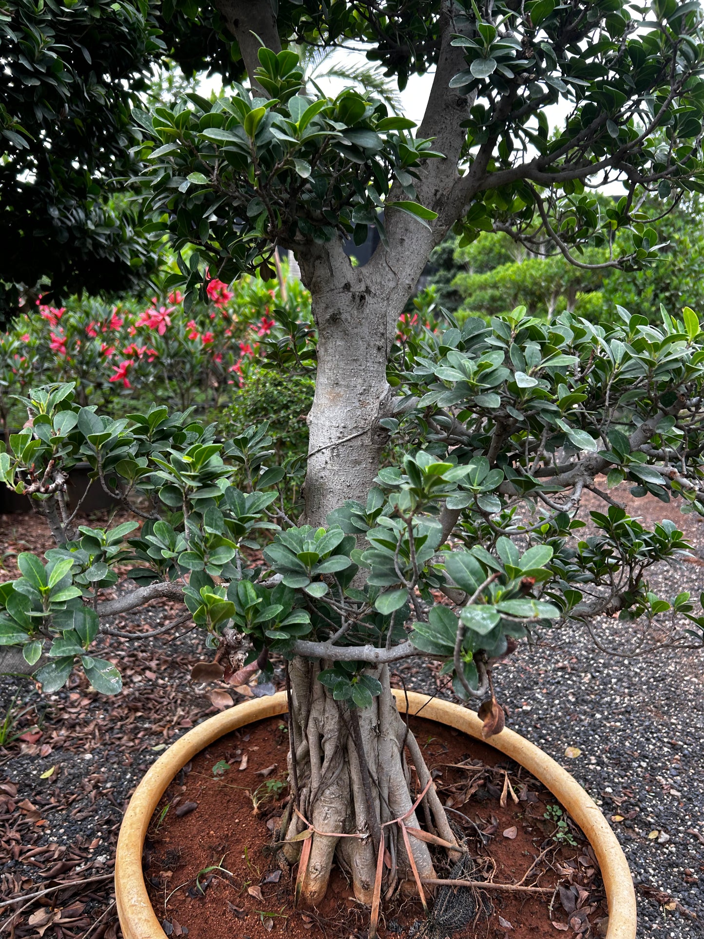 Ficus Bonsai – 25 to 30 Years Old | Timeless Grace & Spiritual Energy | Collector’s Edition + Premium White pot.