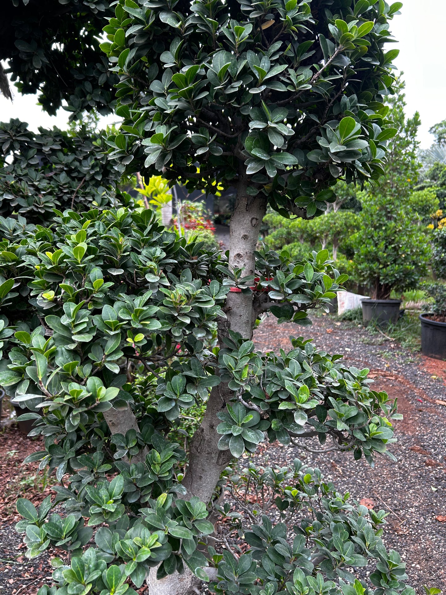 Ficus Bonsai – 25 to 30 Years Old | Timeless Grace & Spiritual Energy | Collector’s Edition + Premium White pot.