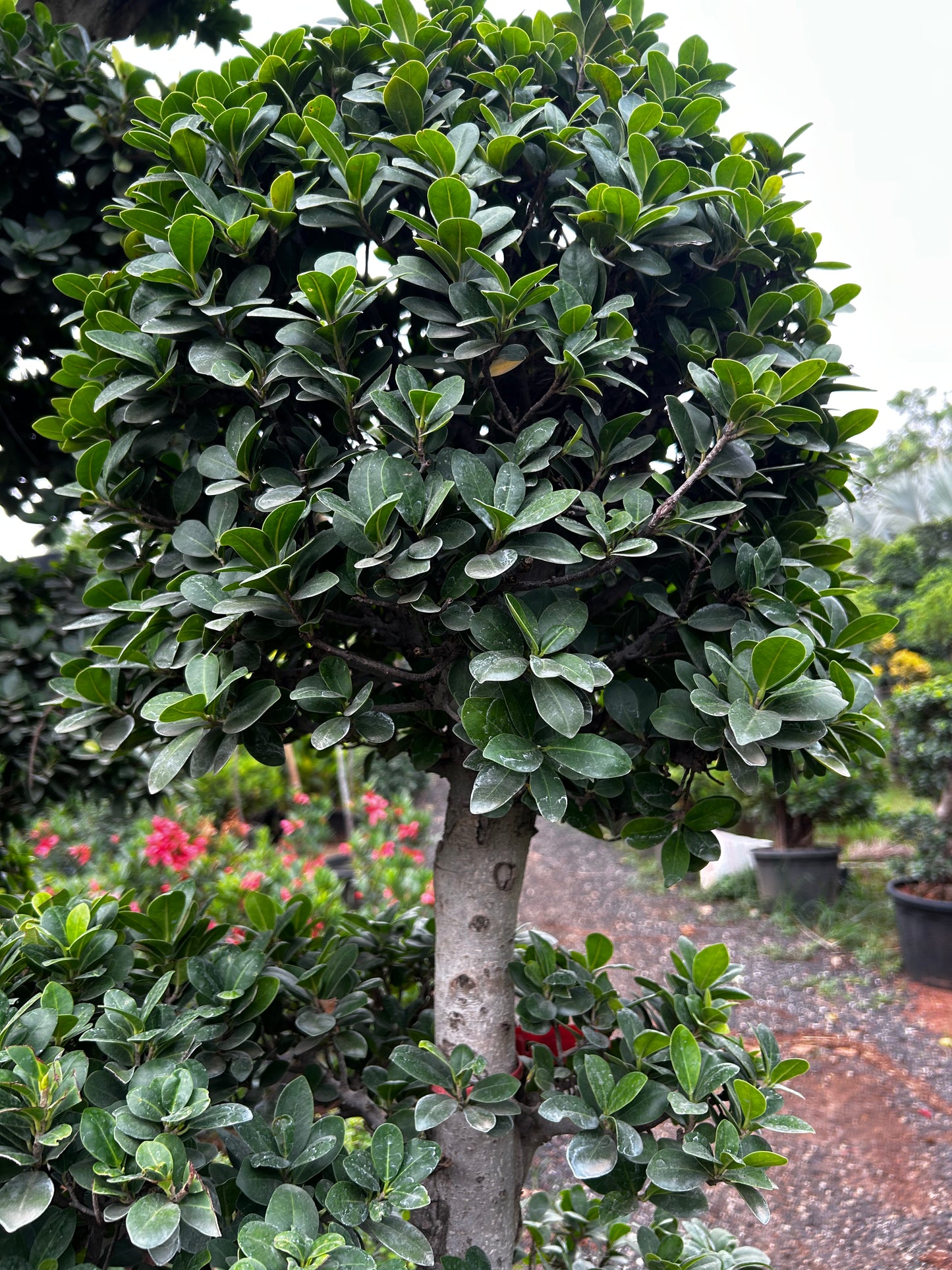 Ficus Bonsai – 25 to 30 Years Old | Timeless Grace & Spiritual Energy | Collector’s Edition + Premium White pot.