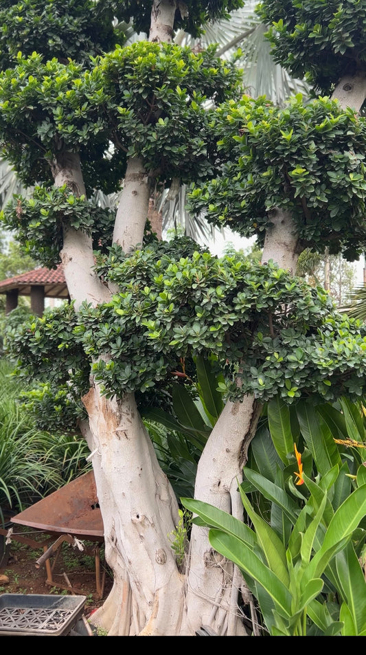 Ficus Bonsai β 60 Years Old | Museum-Grade Masterpiece | Symbol of Eternal Wisdom & Strength + Premium White pot.