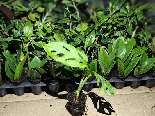 Monstera Broken Heart Plant Sapling + Premium White pot.