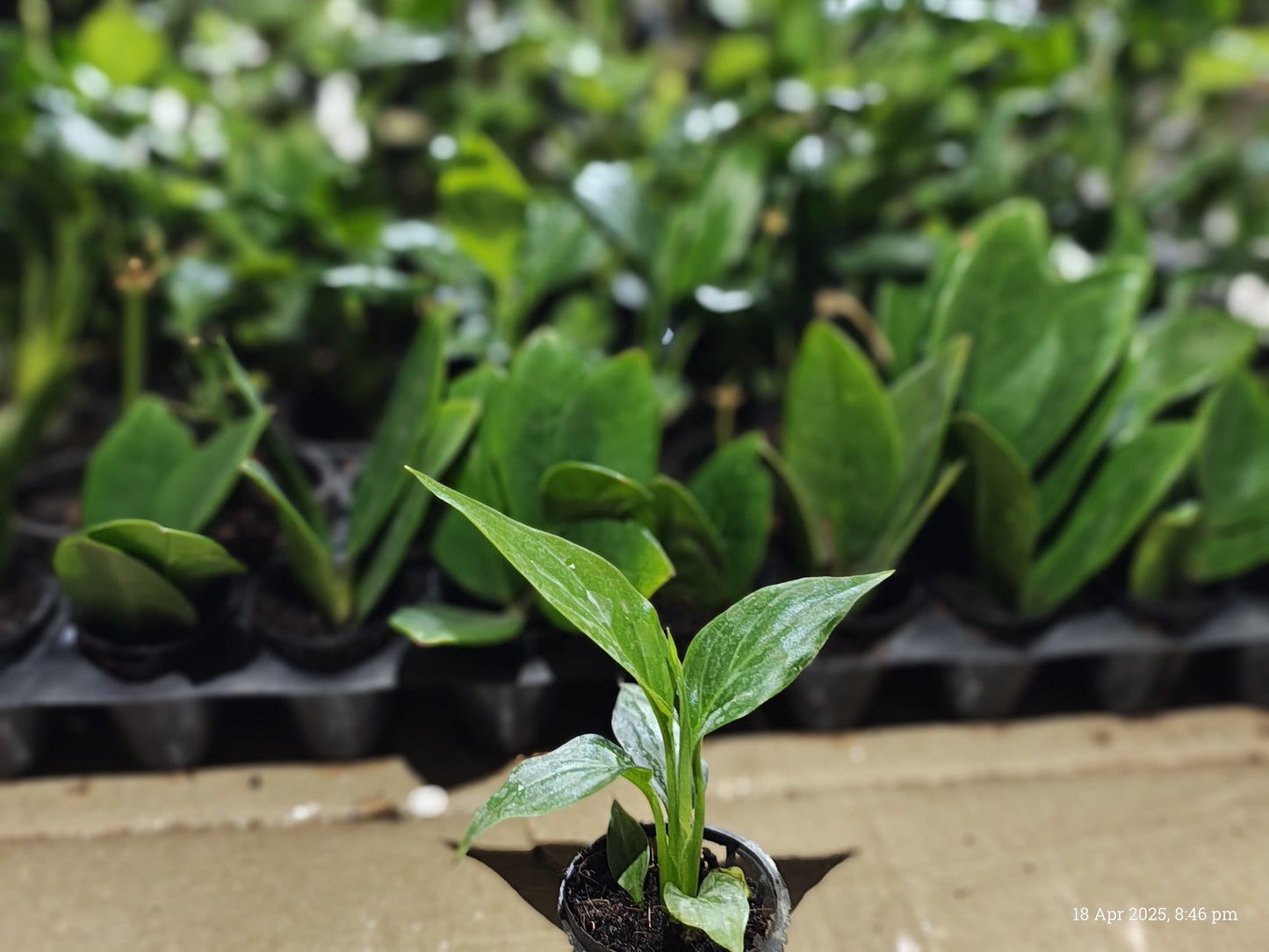 Peace Lily Plant Sapling + Premium White pot.
