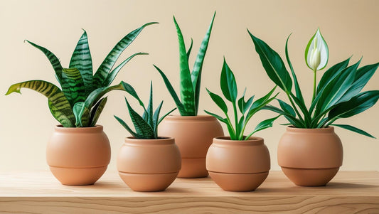 Bedroom Breather Combo β Sleep Deeper, Breathe Better (Snake Plant + Aloe Vera + Peace Lily) Plant Saplings + Premium White pot.