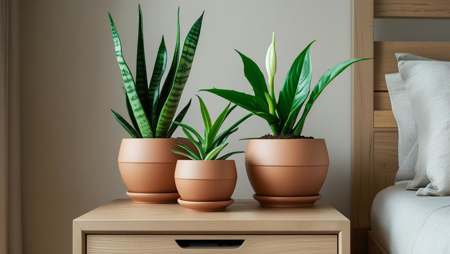 Bedroom Breather Combo – Sleep Deeper, Breathe Better (Snake Plant + Aloe Vera + Peace Lily) Plant Saplings + Premium White pot.