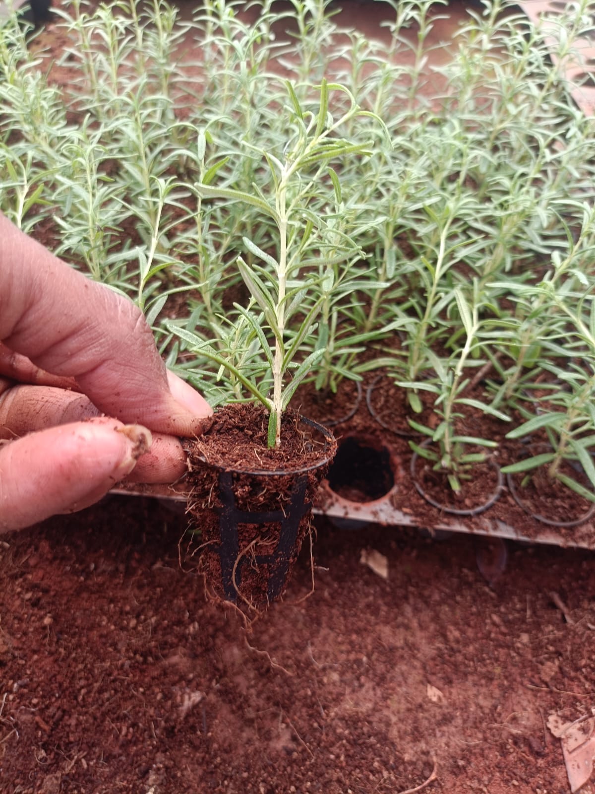 Rosemary Plant Sapling + Premium White pot.