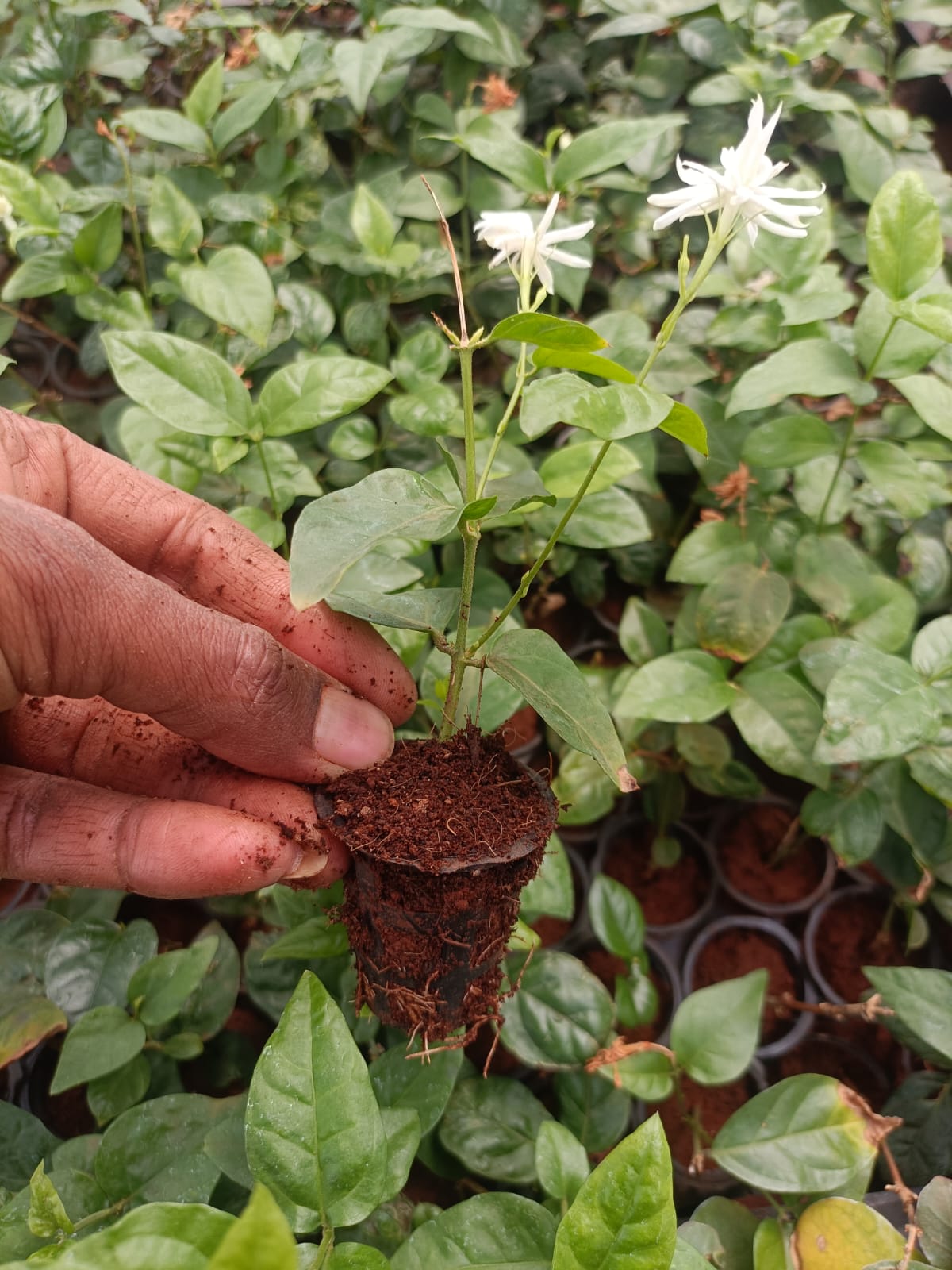 Jasmine Plant Sapling + Premium White pot.