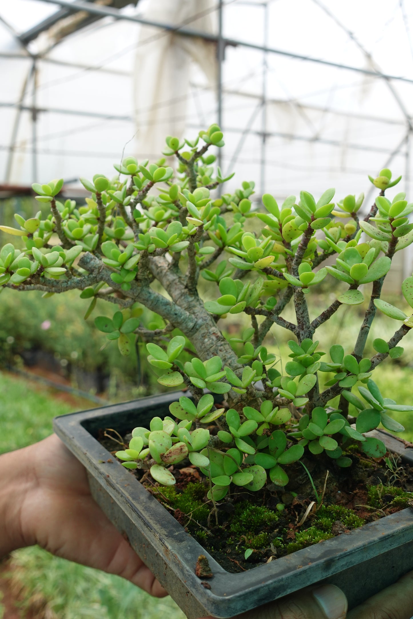 Jade Plant Plant Sapling + Premium White pot (Zade)