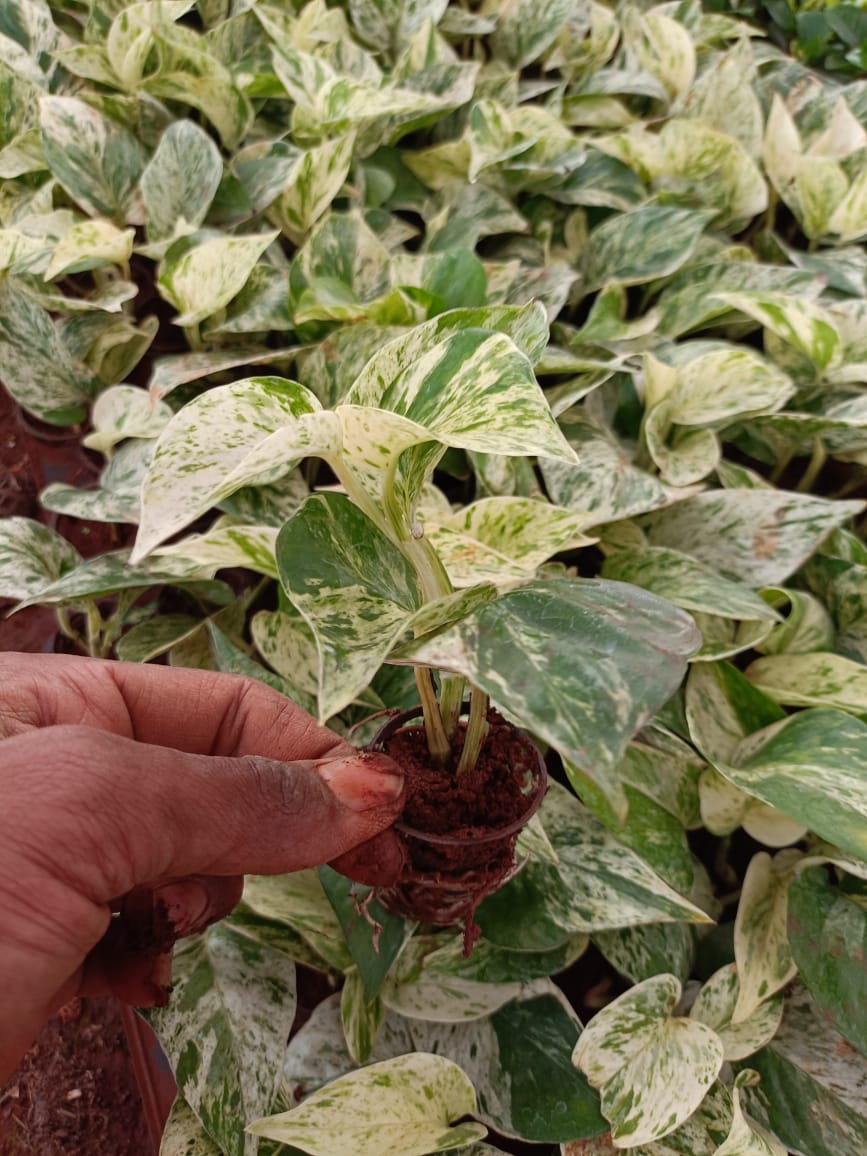 Marble Money Plant Sapling + Premium White pot.