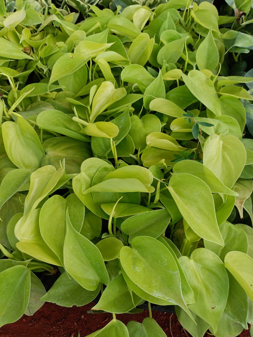 Oxycardium Plant Plant Sapling + Premium White pot.