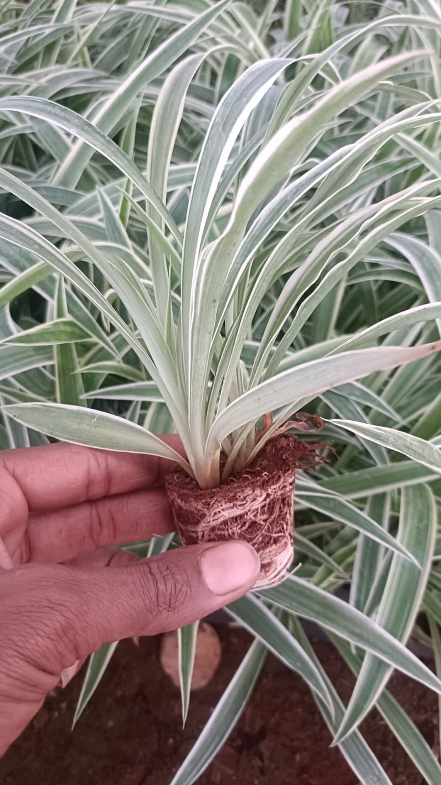 Spider Plant Sapling + Premium White pot.