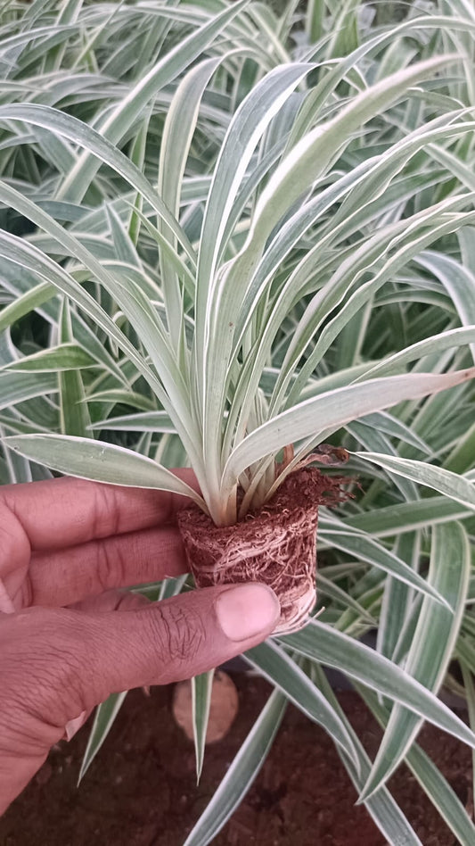 Spider Plant Sapling + Premium White pot.