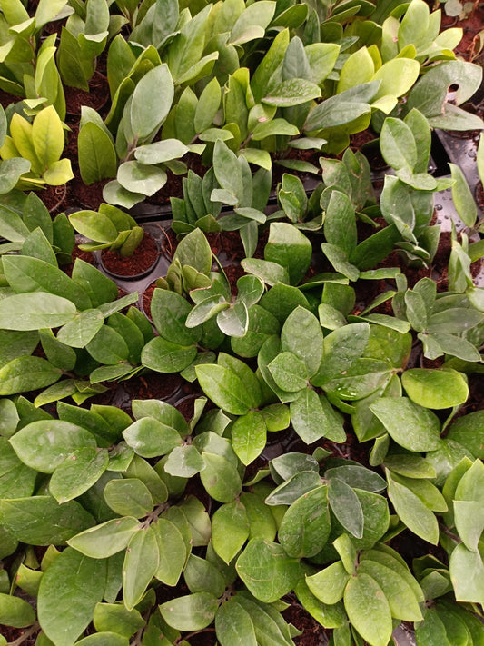 ZZ Plant Sapling + Premium White pot.