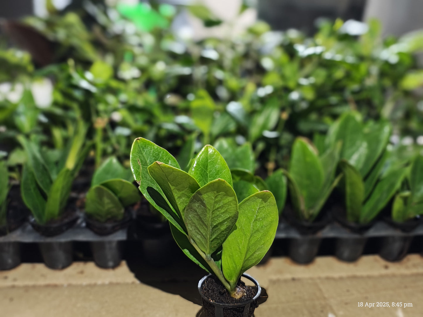 ZZ Plant Sapling + Premium White pot.