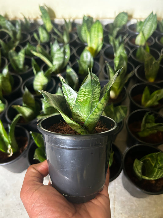 Snake Plant Sapling + Premium White pot.