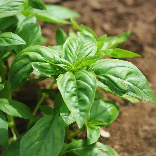 Basil Plant (Tulasi) Sapling + Premium White pot