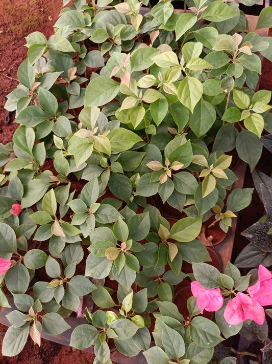 Bougainvillea Plant Plant Sapling + Premium White pot.