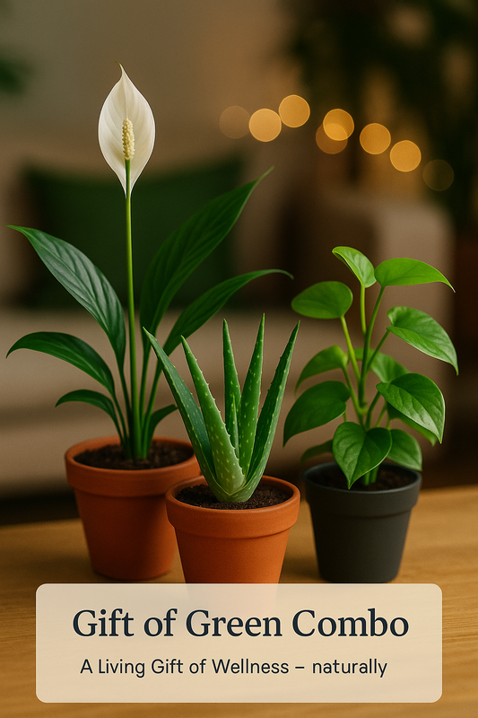 Gift of Green Combo – A Living Gift of Wellness (Peace Lily + Aloe Vera + Money Plant) Plant Saplings + Premium White pot.