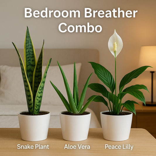 Bedroom Breather Combo – Sleep Deeper, Breathe Better (Snake Plant + Aloe Vera + Peace Lily) Plant Saplings + Premium White pot.