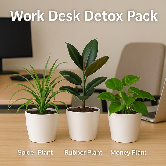 Work Desk Detox Pack – Green Your Grind (spider Plant + Rubber Plant + Money Plant) Plant Saplings + Premium White pot.