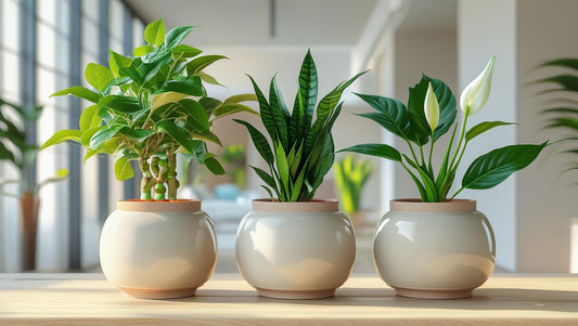 Vastu Positive Trio – Balance Energy, Bring Fortune (Money Plant + Snake Plant + Peace Lily) Plant Saplings + Premium White pot.