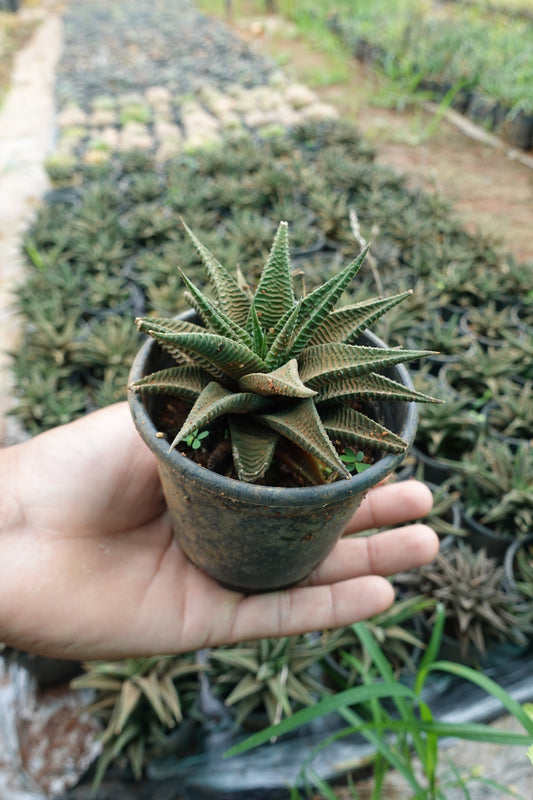 Zebra Plant– The Stylish Mini Succulent Plant Sapling + Premium White pot.