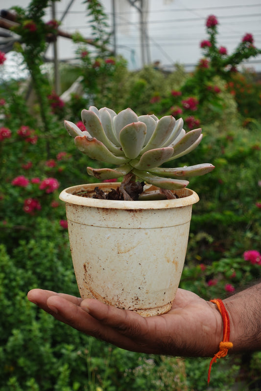 Echeveria Elegance – Soft Beauty in a Rosette Plant Sapling + Premium White pot.