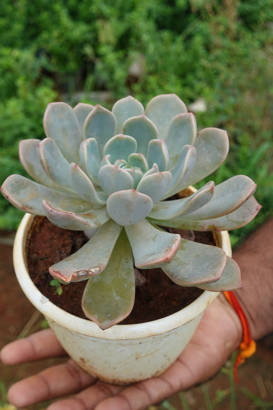 Echeveria Elegance – Soft Beauty in a Rosette Plant Sapling + Premium White pot.