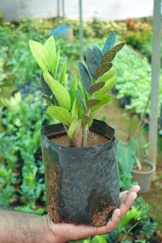Black ZZ Plant - The Black Beauty Plant Sapling + Premium White pot.