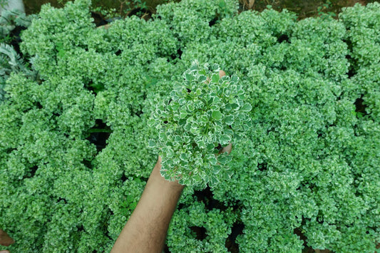 Mini Aralia – The Elegant Air Purifier Plant Sapling + Premium White pot.